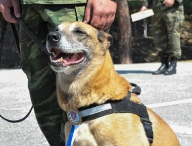 Βραβείο σε σκυλίτσα που γέννησε 43 επίλεκτα κουτάβια από τις Ένοπλες Δυνάμεις (φωτό)